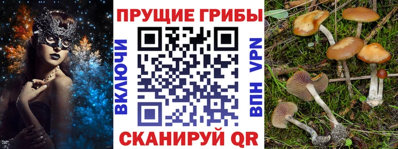 где купить наркоту  Орск  Псилоцибиновые грибы Cubensis 